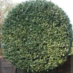 Laurus Miles Choice - Bay Tree 5 Laurus Miles Choice - Bay Tree -NatureNest Shop baytree flickr brian snelson 500