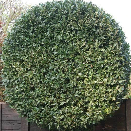 Laurus Miles Choice - Bay Tree 3 Laurus Miles Choice - Bay Tree - Image 3