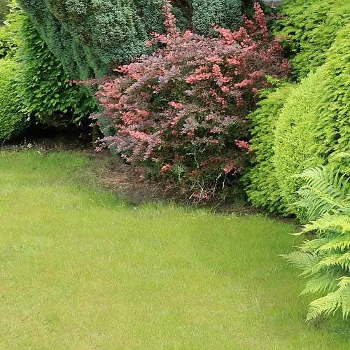 Berberis Little Favourite 4 Berberis Little Favourite - Image 4