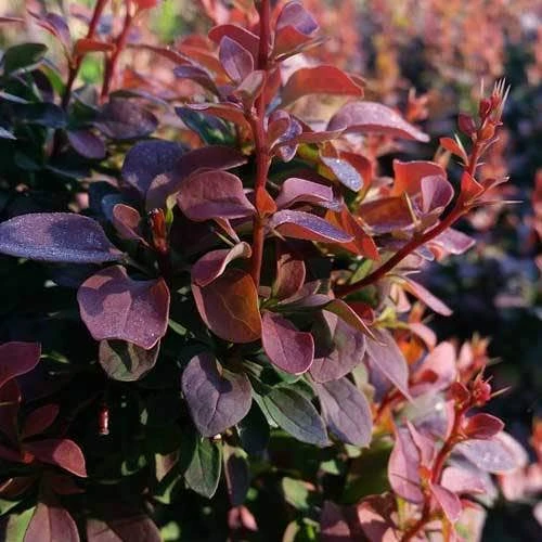 Berberis Little Favourite 8 Berberis Little Favourite - Image 8