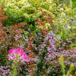 Berberis Little Favourite 14 Berberis Little Favourite -NatureNest Shop berberis in border