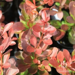 Berberis Little Favourite 16 Berberis Little Favourite -NatureNest Shop berberis leaf
