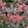 Berberis Little Favourite