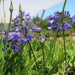 Agapanthus Bingo Blue -NatureNest Shop bingo at nursery