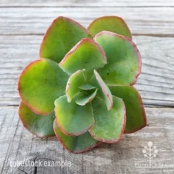 Echeveria Blue Curls - Succulent -NatureNest Shop blue curls