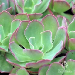 Echeveria Blue Curls - Succulent -NatureNest Shop blue curls 500