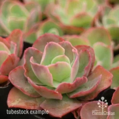 Echeveria Blue Curls - Succulent -NatureNest Shop blue curls side