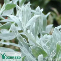 Eremophila Blue Horizon - Emu Bush -NatureNest Shop blue horizon close