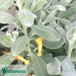 Eremophila Blue Horizon - Emu Bush -NatureNest Shop blue horizon flower