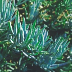 Senecio Chalk Sticks - Succulent -NatureNest Shop blue chalk sticks