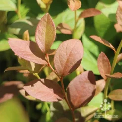 Blueberry Misty -NatureNest Shop blueberry misty foliage