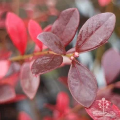 Blueberry Sunshine Blue -NatureNest Shop blueberry sunshine autumn colour