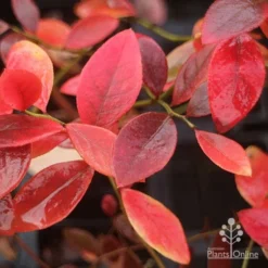 Blueberry Sunshine Blue -NatureNest Shop blueberry sunshine blue autumn colour