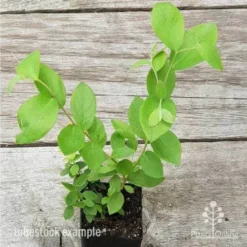 Blueberry Brightwell 11 Blueberry Brightwell -NatureNest Shop blueberry tube 3