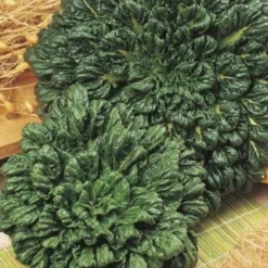 Bok Choi - Seed -NatureNest Shop bok choi