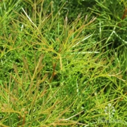 Grevillea Bon Accord 17 Grevillea Bon Accord -NatureNest Shop bon accord grevillea foliage