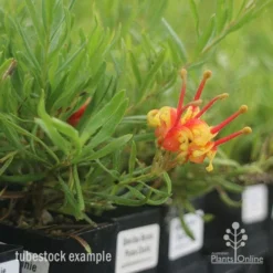 Grevillea Bonnie Prince Charlie -NatureNest Shop bonnie prince charlie tubestock in flower