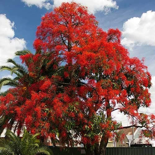 Illawarra Flame Tree - Brachychiton 1 Illawarra Flame Tree - Brachychiton