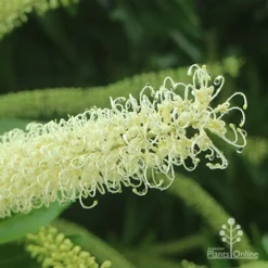 Buckinghamia - Ivory Curl Flower -NatureNest Shop buckinghamia closeup