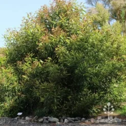 Buckinghamia - Ivory Curl Flower -NatureNest Shop buckinghamia coppiced