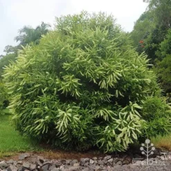 Buckinghamia - Ivory Curl Flower -NatureNest Shop buckinghamia in nursery