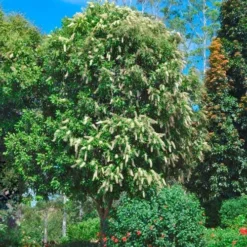Buckinghamia - Ivory Curl Flower -NatureNest Shop buckinghamia tree 500 1