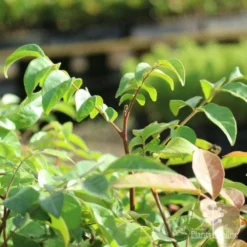 Burdekin Plum - Pleiogynium -NatureNest Shop burdekin shoot