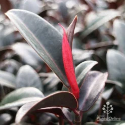 Ficus Elastica Burgundy - Rubber Plant -NatureNest Shop burgundy new leaf red