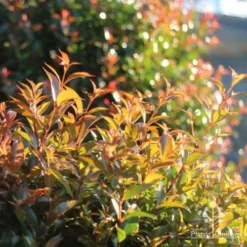 Syzygium Bush Christmas - Lilly Pilly -NatureNest Shop bush christmas sunlit