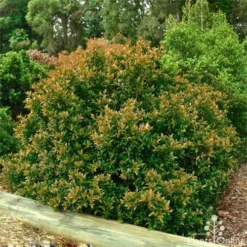 Syzygium Bush Christmas - Lilly Pilly -NatureNest Shop bush christmas syzygium