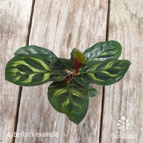 Calathea Makoyana - Peacock Plant 3 Calathea Makoyana - Peacock Plant - Image 3