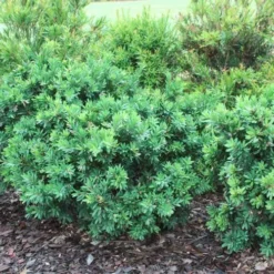 Callistemon Better John -NatureNest Shop callistemon better john bushes