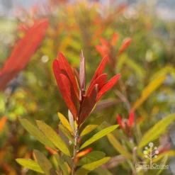 Callistemon Candy Burst -NatureNest Shop callistemon candy burset leaf colour sun