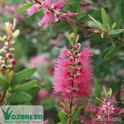 Callistemon Candy Burst -NatureNest Shop callistemon candy burst