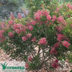 Callistemon Candy Burst -NatureNest Shop callistemon candy burst bush