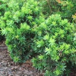 Callistemon Green John -NatureNest Shop callistemon green john 500