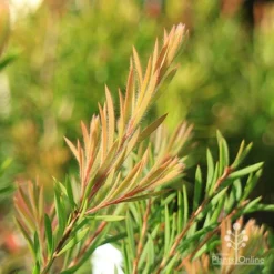 Callistemon Rocky Rambler -NatureNest Shop callistemon rocky rambler new leaf