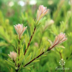 Callistemon Rocky Rambler -NatureNest Shop callistemon rocky rambler new pink leaf