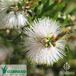 Callistemon Snow Burst 22 Callistemon Snow Burst -NatureNest Shop callistemon snowburst