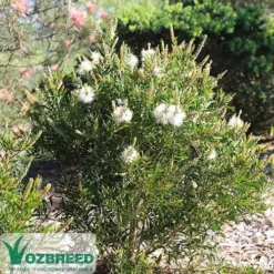 Callistemon Snow Burst 30 Callistemon Snow Burst -NatureNest Shop callistemon snowburst bush
