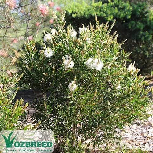 Callistemon Snow Burst 12 Callistemon Snow Burst - Image 12