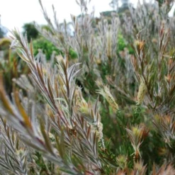 Callistemon Summer Days™ -NatureNest Shop callistemon summer days foliage