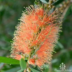 Callistemon Tangerine Dream -NatureNest Shop callistemon tangerine dream