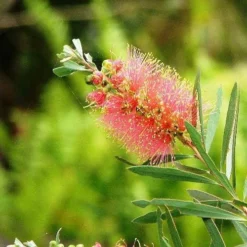Callistemon Pink Champagne -NatureNest Shop callistemon pink champagne 5