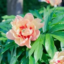 Peony Canary Brilliants - 1 Bulb 13 Peony Canary Brilliants - 1 Bulb -NatureNest Shop canary brilliants