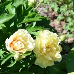 Peony Canary Brilliants - 1 Bulb 17 Peony Canary Brilliants - 1 Bulb -NatureNest Shop canary brilliants fd richards flickr