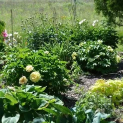 Peony Canary Brilliants - 1 Bulb 18 Peony Canary Brilliants - 1 Bulb -NatureNest Shop canary brilliants fd richards flickr garden