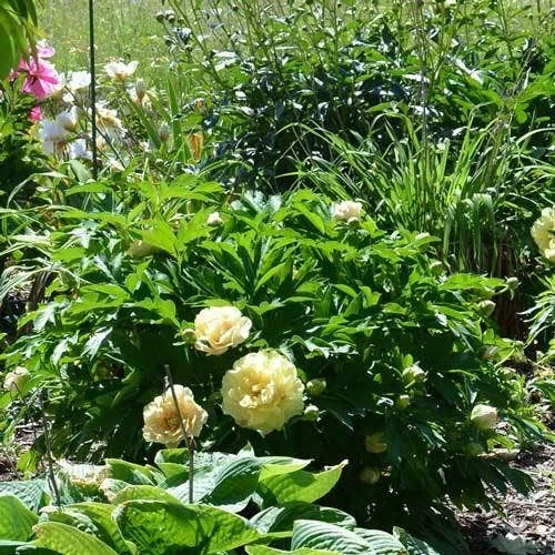 Peony Canary Brilliants - 1 Bulb 9 Peony Canary Brilliants - 1 Bulb - Image 9