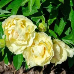 Peony Canary Brilliants - 1 Bulb 20 Peony Canary Brilliants - 1 Bulb -NatureNest Shop canary brilliants fd richards flickr2