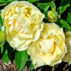 Peony Canary Brilliants - 1 Bulb 15 Peony Canary Brilliants - 1 Bulb -NatureNest Shop canary brilliants fd richards flickr2 crop
